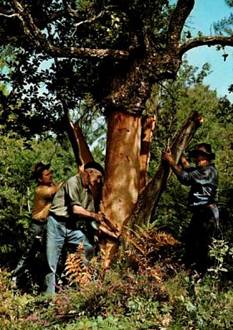 http://www.france-pittoresque.com/IMG/jpg/Arbre-Ecorce.jpg