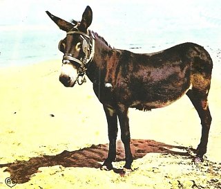 http://www.france-pittoresque.com/IMG/jpg/Disputer-Aiguille.jpg